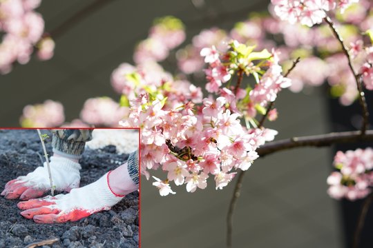 Ne pavasarį, o dabar: kodėl verta sodinti savo sakuras jau šiandien