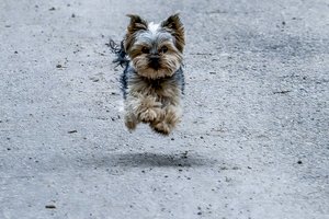 Prieš šventes – įspėjimas ir prašymas suvokti, ką darote: tokia dovana gali sukurti problemą