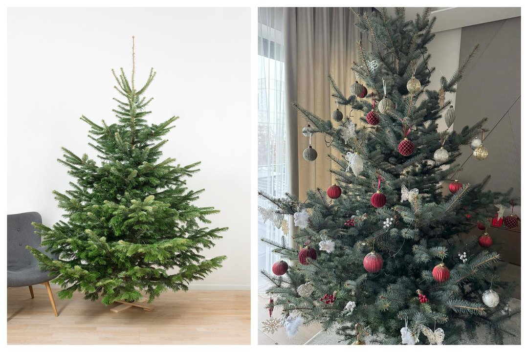 Kuri Kalėdų karalienė laikosi ilgiausiai? Ekspertas paaiškina, kokią eglutę rinktis šventėms