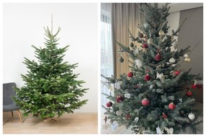 Kuri Kalėdų karalienė laikosi ilgiausiai? Ekspertas paaiškina, kokią eglutę rinktis šventėms