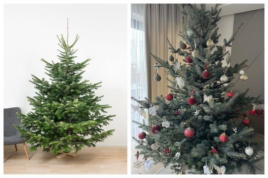 Kuri Kalėdų karalienė laikosi ilgiausiai? Ekspertas paaiškina, kokią eglutę rinktis šventėms