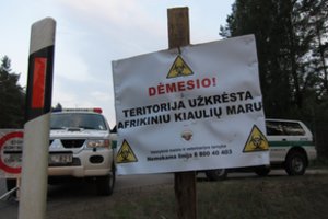 Įspėja apie afrikinio kiaulių maro protrūkį: pasiekė didelius ūkius