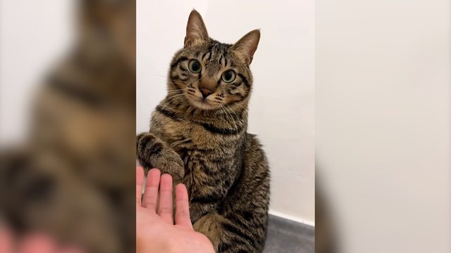 Pirmas kosulys ir sprendimas priimtas: katė leteną patraukė be dvejonių