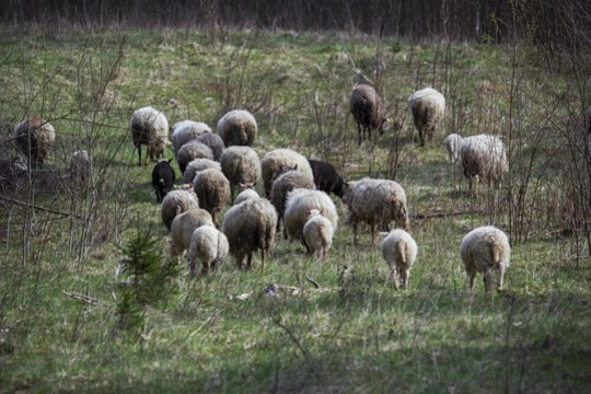 Apgauti tadžikai vergavo klaipėdiečiams: gyveno konteineryje, dirbo be poilsio dienų nuolat stebimi kamerų