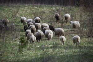 Apgauti tadžikai vergavo klaipėdiečiams: gyveno konteineryje, dirbo be poilsio dienų nuolat stebimi kamerų