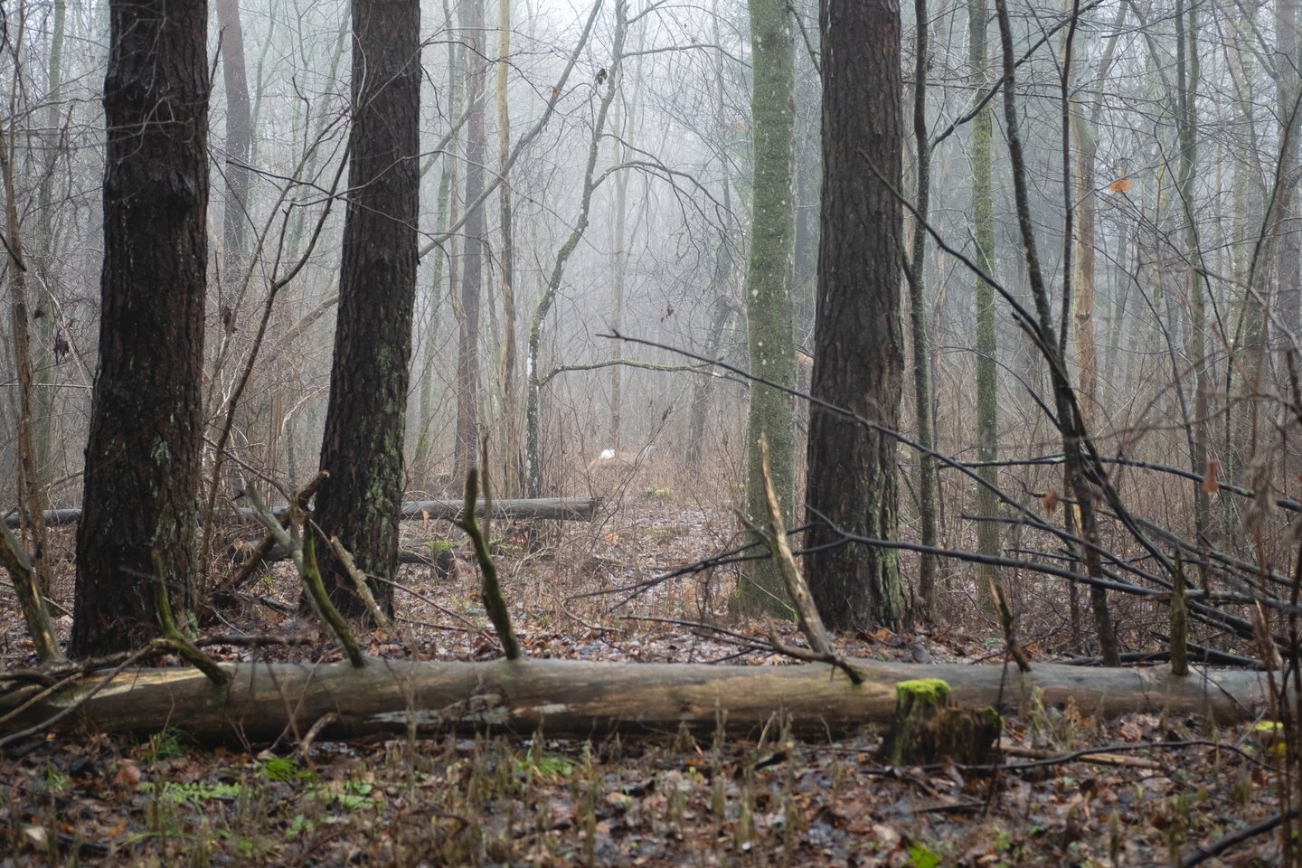 Pauliškių miškas<br> Rytis Petrauskas.
