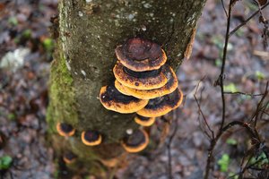Garsiosios Angelų kalvos pašonėje – naujas „Šlamančių“ miškas, išpirktas už paaukotas lėšas