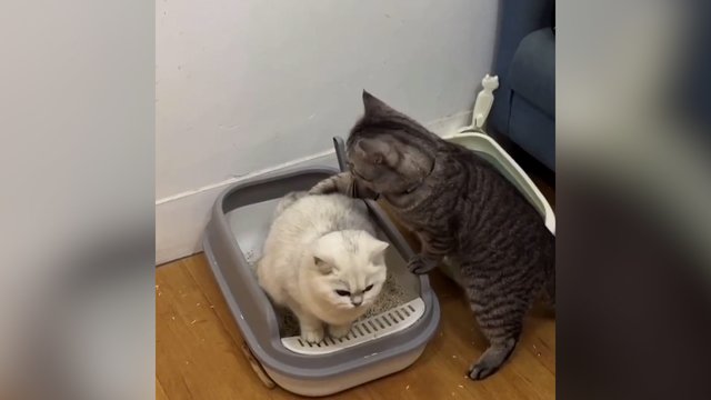 Nuo draugo – nė per žingsnį: katės vienos nepaliko net atliekant gamtinius reikalus