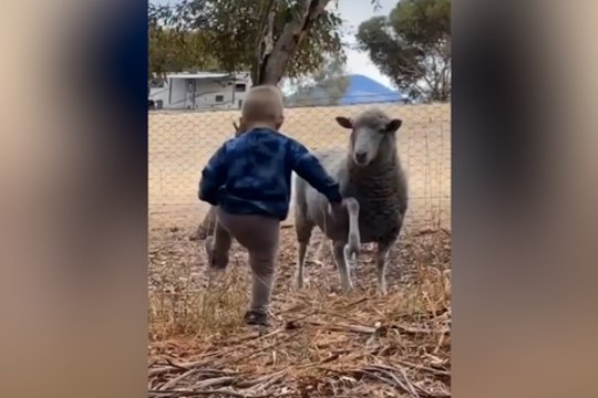 Užfiksavo neįtikėtiną vaizdelį – vaikas ir avis stojo į „dvikovą“: pamatykite, kaip tai atrodė