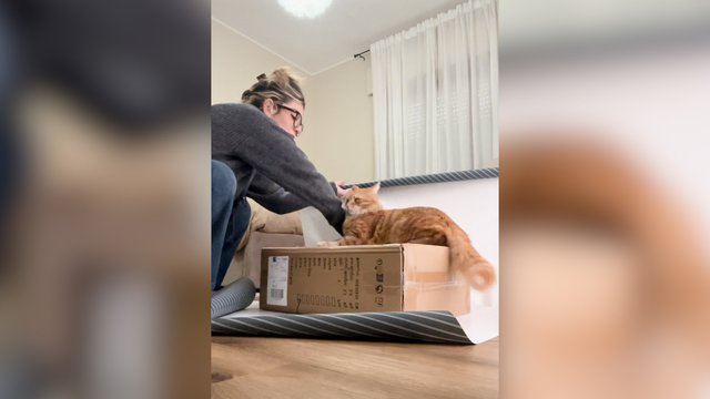 Dovanų pakavimas virto kantrybės išbandymu: keturkojis procesą suprato visai kitaip