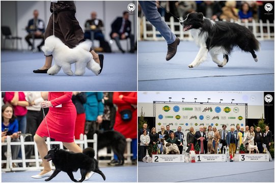 Metų pabaigoje – net trys tarptautinės šunų parodos: pasirodė ir Europoje žinomi gražuoliai