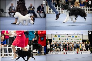 Metų pabaigoje – net trys tarptautinės šunų parodos: pasirodė ir Europoje žinomi gražuoliai