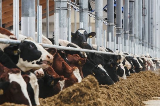 Didžiausias Europoje pienininkystės ūkis pradeda veiklą – į Radviliškį atvyko pirmosios telyčios