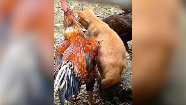 Draugystei išvaizda nesvarbi: radęs sau kompanioną kačiukas nesitraukė nė per žingsnį