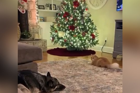 Šventinis gerumo talismanas: apsišarvavęs geležine kantrybe susitaikė su kačiuko veiksmais