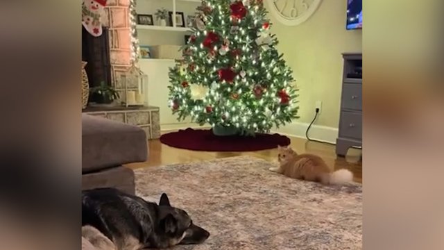 Šventinis gerumo talismanas: apsišarvavęs geležine kantrybe susitaikė su kačiuko veiksmais