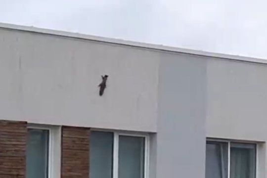 Įspūdingas voverės pasirodymas Pilaitėje: užfiksuota atliekanti kone akrobatinius šuolius 