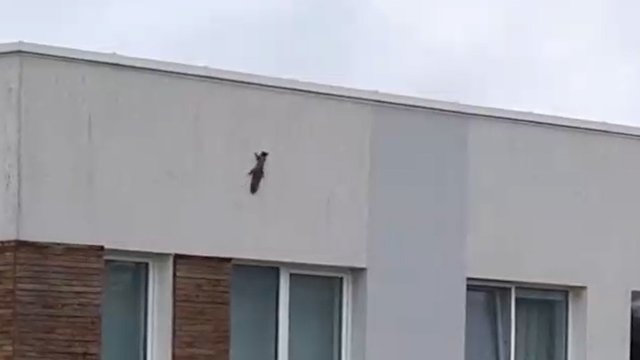 Įspūdingas voverės pasirodymas Pilaitėje: užfiksuota atliekanti kone akrobatinius šuolius 