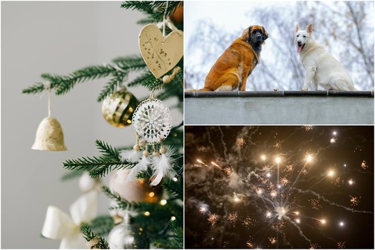 Keli patarimai, padėsiantys išvengti nelaimės: siunčia svarbų priminimą augintinių šeimininkams