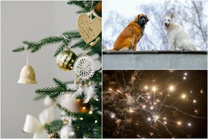 Keli patarimai, padėsiantys išvengti nelaimės: siunčia svarbų priminimą augintinių šeimininkams