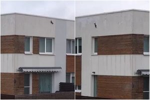 Vilniuje – lyg miško pasakoje: įamžino akrobatišką voverės pasirodymą