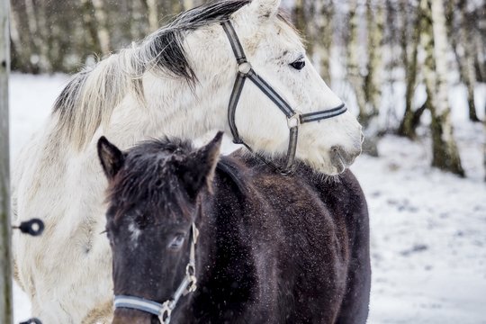 Nutrūkus ŽŪM sutarčiai, „Lietuvos žirgyno“ auditas liko nebaigtas – bus skelbiamas naujas pirkimas