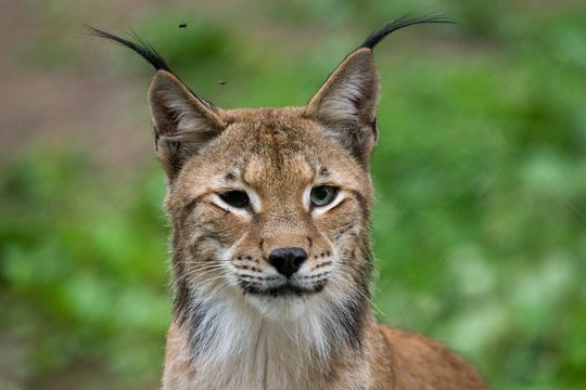 Nuo kitų metų ūkininkams numatytos kompensacijos už lokių ir lūšių padarytą žalą