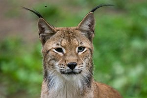 Nuo kitų metų ūkininkams numatytos kompensacijos už lokių ir lūšių padarytą žalą