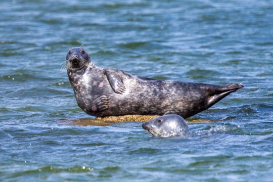 Už retai aptinkamo ruonio ramybę Italijos paplūdimyje siūloma premija