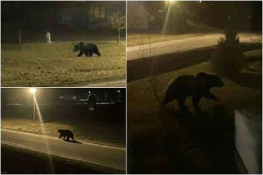 Žiemos miegas nesudomino: antrą Kalėdų dieną Ignalinos gatvėse pastebėta meška