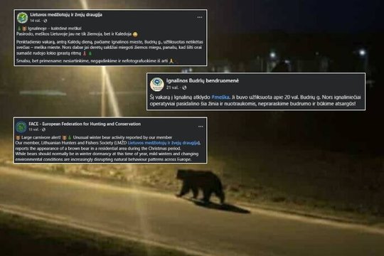 Plinta Ignalinoje pastebėtos meškos nuotraukos: gyvūno paieškas pradėjus ir medžiotojams – netikėtas prisipažinimas