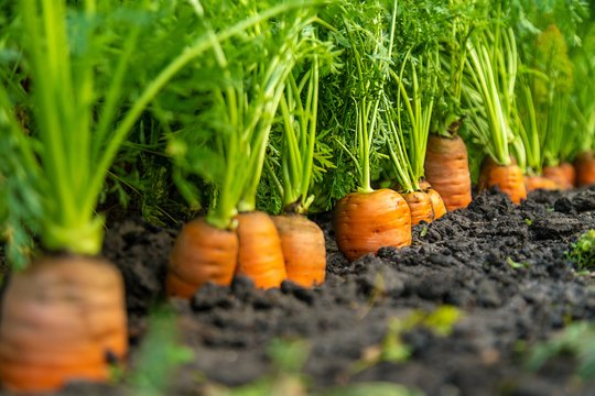 Naudingas patarimas: morkas sodinkite ten, kur augo šie augalai – į naudą išeis visiems