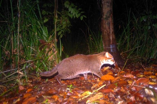 Po 30 metų vėl pastebėjo ypatingą katę