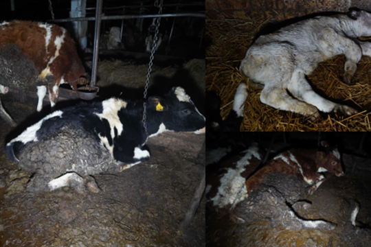 Siaubo ferma Lietuvoje: kruvinos, mėšlu aplipusios, srutose gulinčios karvės – jų pienas ir toliau tiekiamas rinkai