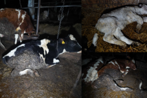 Siaubo ferma Lietuvoje: kruvinos, mėšlu aplipusios, srutose gulinčios karvės – jų pienas ir toliau tiekiamas rinkai