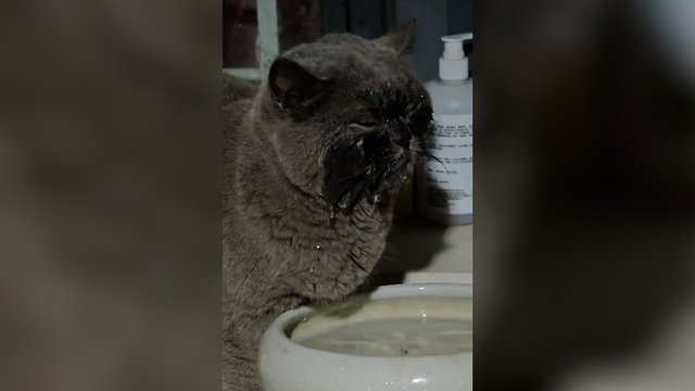 Rado būdą, kaip ne tik atsigerti, bet ir nusiprausti: šiai katei vanduo tikrai nebaisus