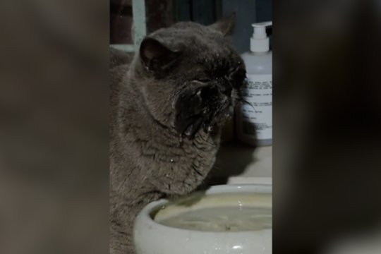 Rado būdą, kaip ne tik atsigerti, bet ir nusiprausti: šiai katei vanduo tikrai nebaisus