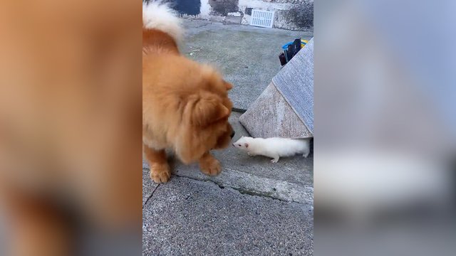 Čiau čiau ir šeško draugystė – lyg iš tikro animacinio filmo: nė vienas nenorėjo, kad linksmybės baigtųsi