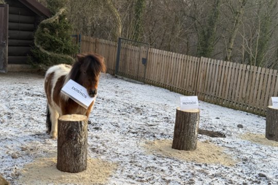 Zoologijos sodas kviečia Naujuosius pasitikti su ponių simboliu: štai ką pranašauja