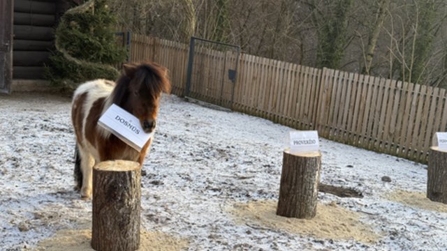 Zoologijos sodas kviečia Naujuosius pasitikti su ponių simboliu: štai ką pranašauja