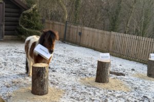 2026-ųjų simboliais tapę poniai Kaune pranašavo, kokie metai laukia