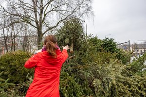 Po švenčių – aktualus klausimas: atsakė, kur vilniečiai gali atsisveikinti su Kalėdų eglėmis