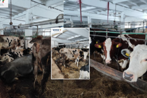 VMVT apsilankė siaubo ūkiu pramintoje fermoje: ji – Anykščių rajone