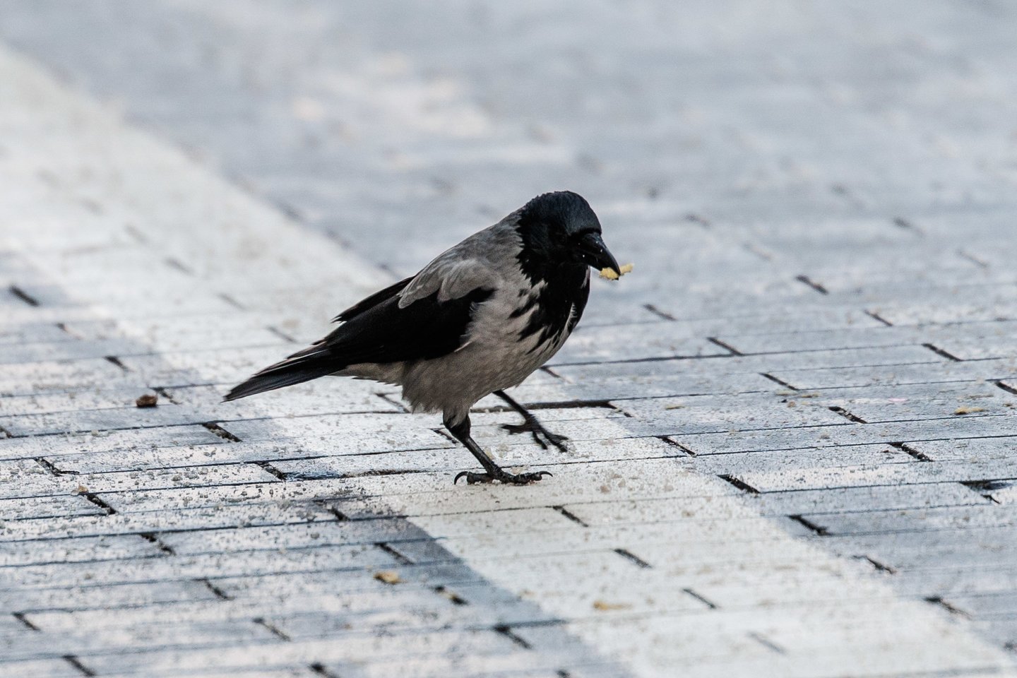 Miestas išaušus Naujųjų metų rytui<br>V.Skaraičio nuotr.