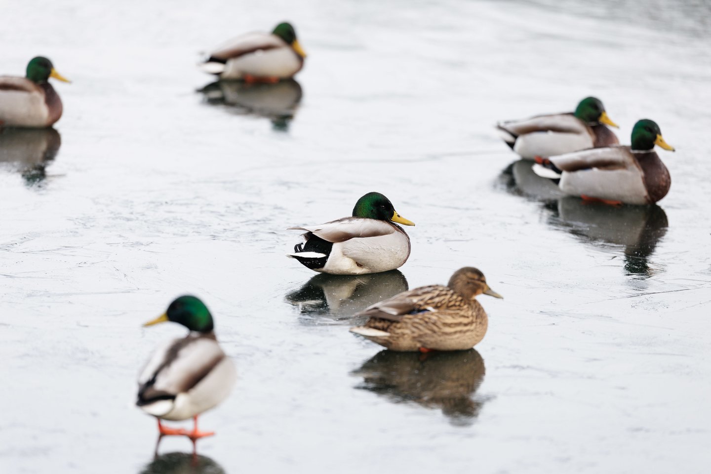 Pirmąją metų dieną – tradicinės „ruonių“ maudynės: užfiksavo, kaip į vandenį neria būrys sveikuolių<br>V.Skaraičio nuotr.