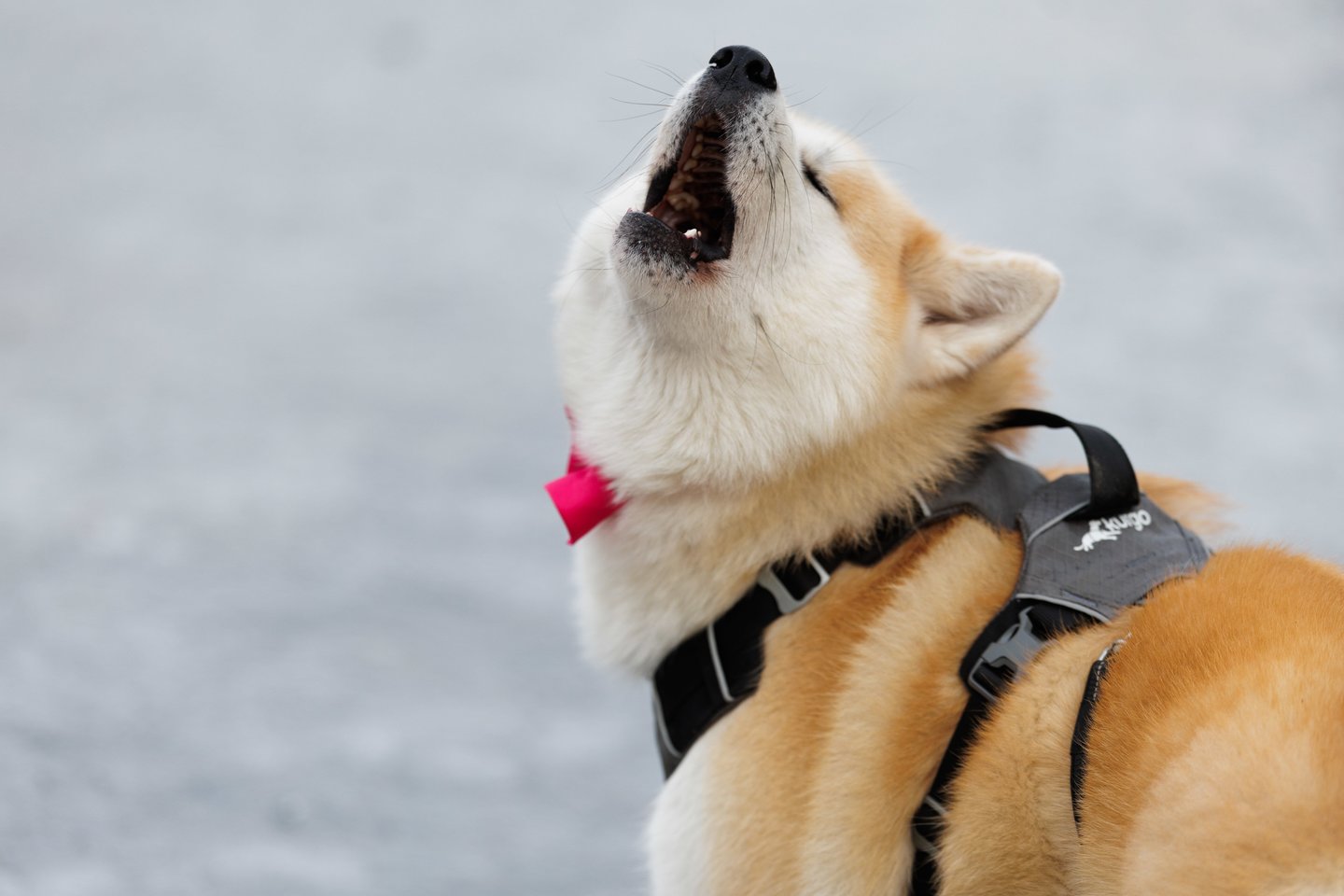 Pirmąją metų dieną – tradicinės „ruonių“ maudynės: užfiksavo, kaip į vandenį neria būrys sveikuolių<br>V.Skaraičio nuotr.