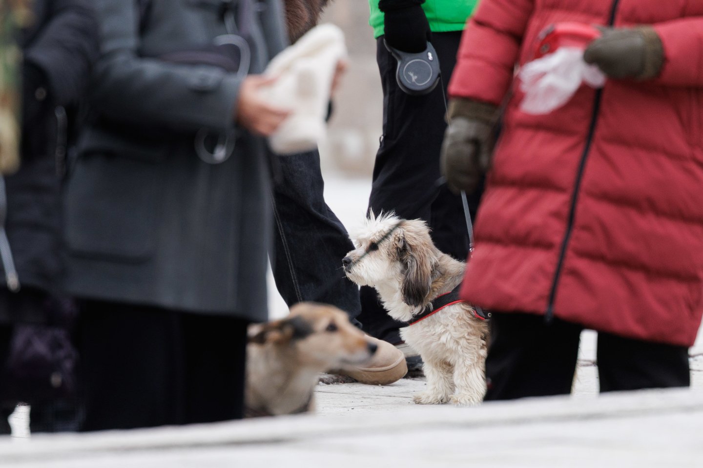  Vėliavos diena.<br> V.Skaraičio nuotr.