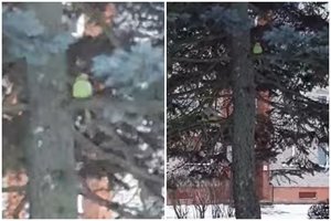 Klaipėdos eglėje šąlančios papūgos likimas sujaudino žmones