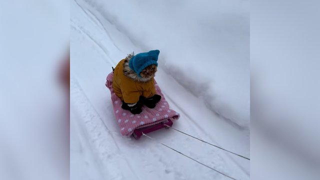 Nei šaltukas, nei pusnys nebaisu: pamatykite, kaip pasivaikščiojimams buvo paruoštas keturkojis