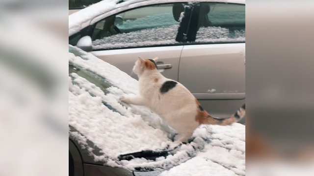 Sniego danga keturkojui tapo tikru iššūkiu: pritrūkęs užsispyrimo galiausiai pasidavė
